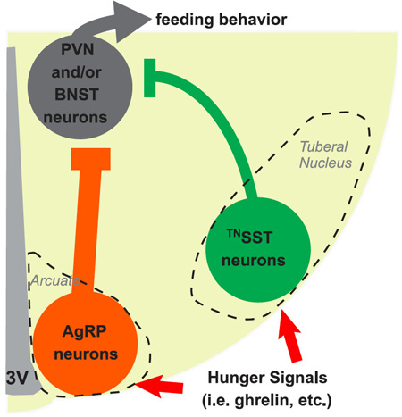 　小鼠下丘脑结节核（tuberal nucleus）脑区SST阳性神经元调控进食模式图